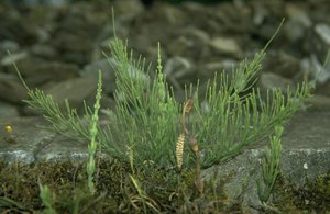Horsetail Horsetail