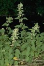 Stinging Nettle Stinging Nettle