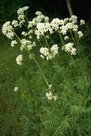 Valerian Valerian